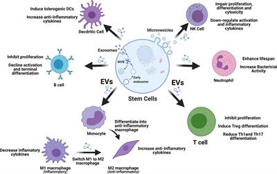 Clinical Translational Potentials of Stem Cell-Derived Extracellular Vesicles in Type 1 Diabetes